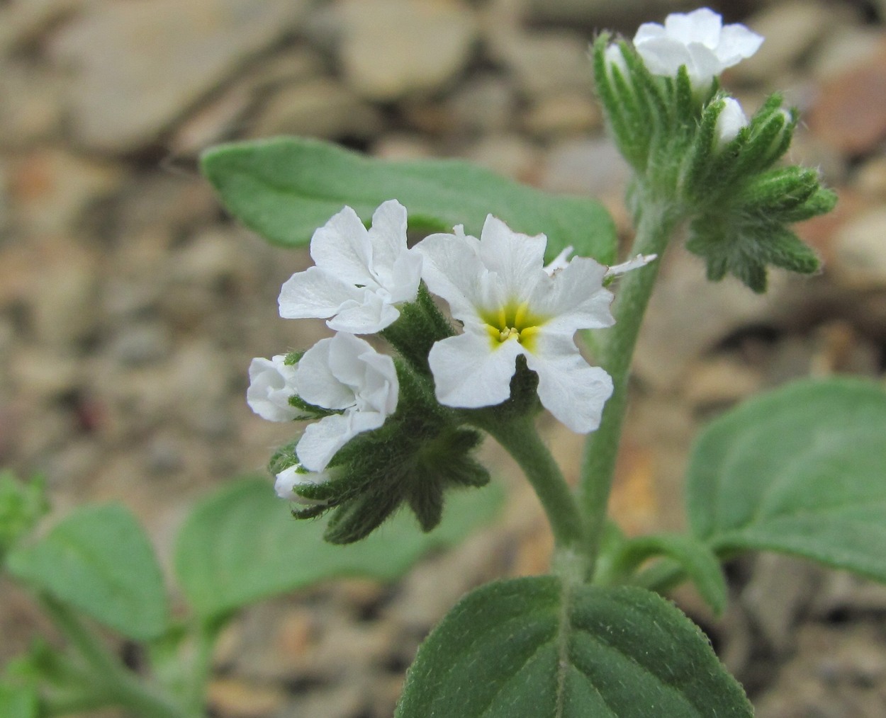 Изображение особи Heliotropium styligerum.