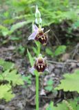 Ophrys oestrifera