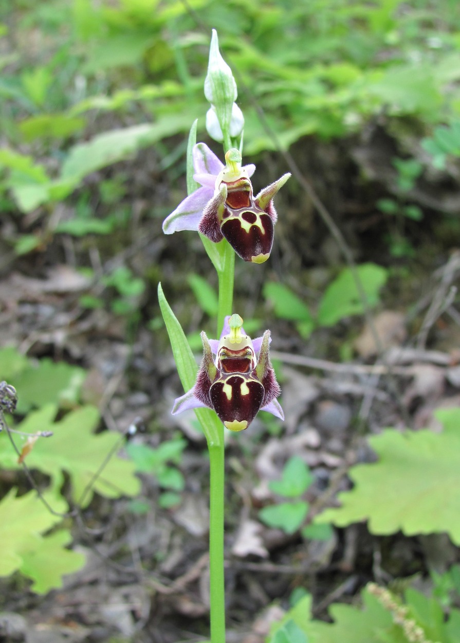 Image of Ophrys oestrifera specimen.