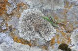 genus Lecanora. Таллом с апотециями. Грузия, Казбегский муниципалитет, окраина с. Степанцминда, камень. 21.05.2018.