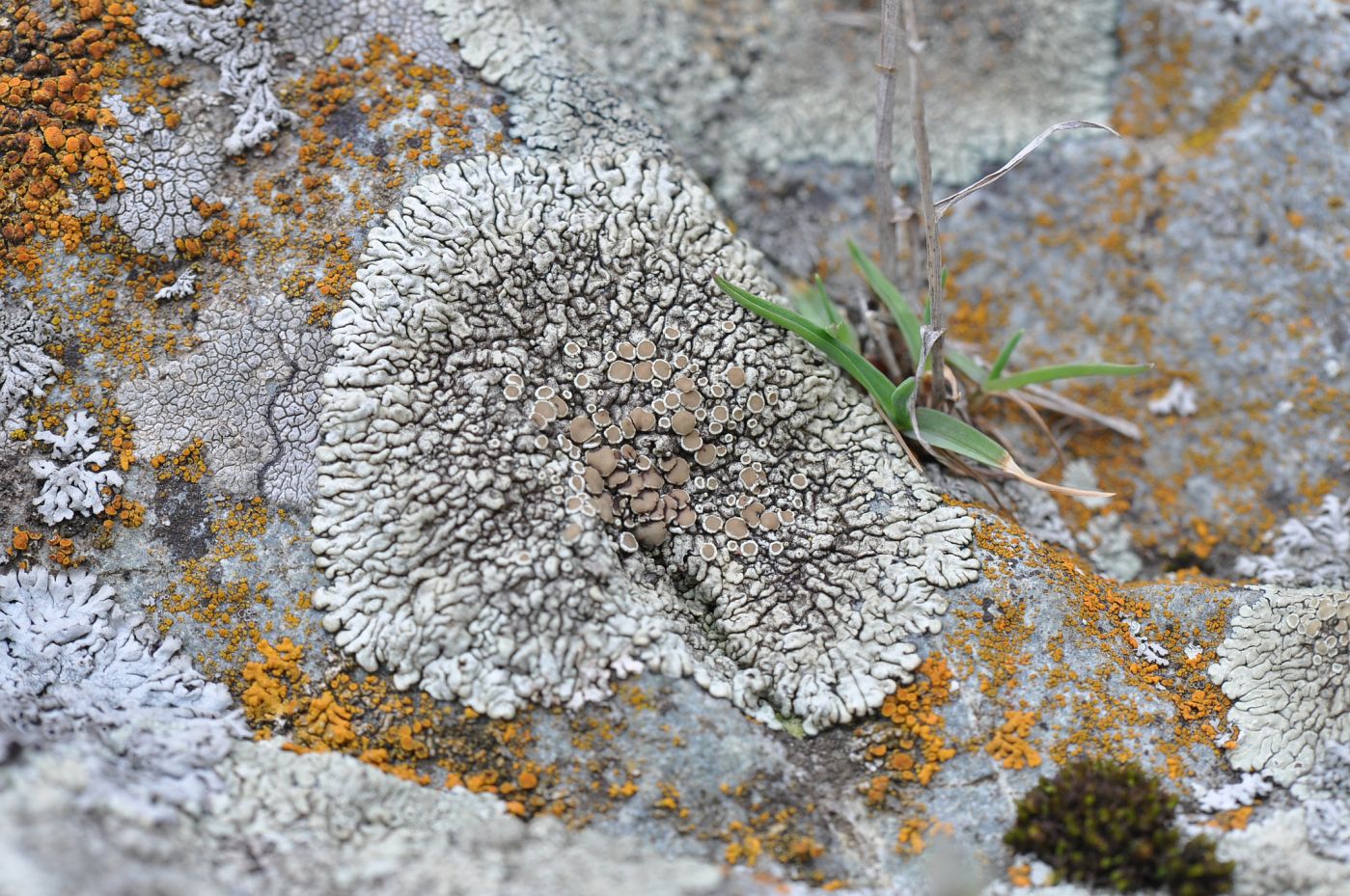 Image of genus Lecanora specimen.