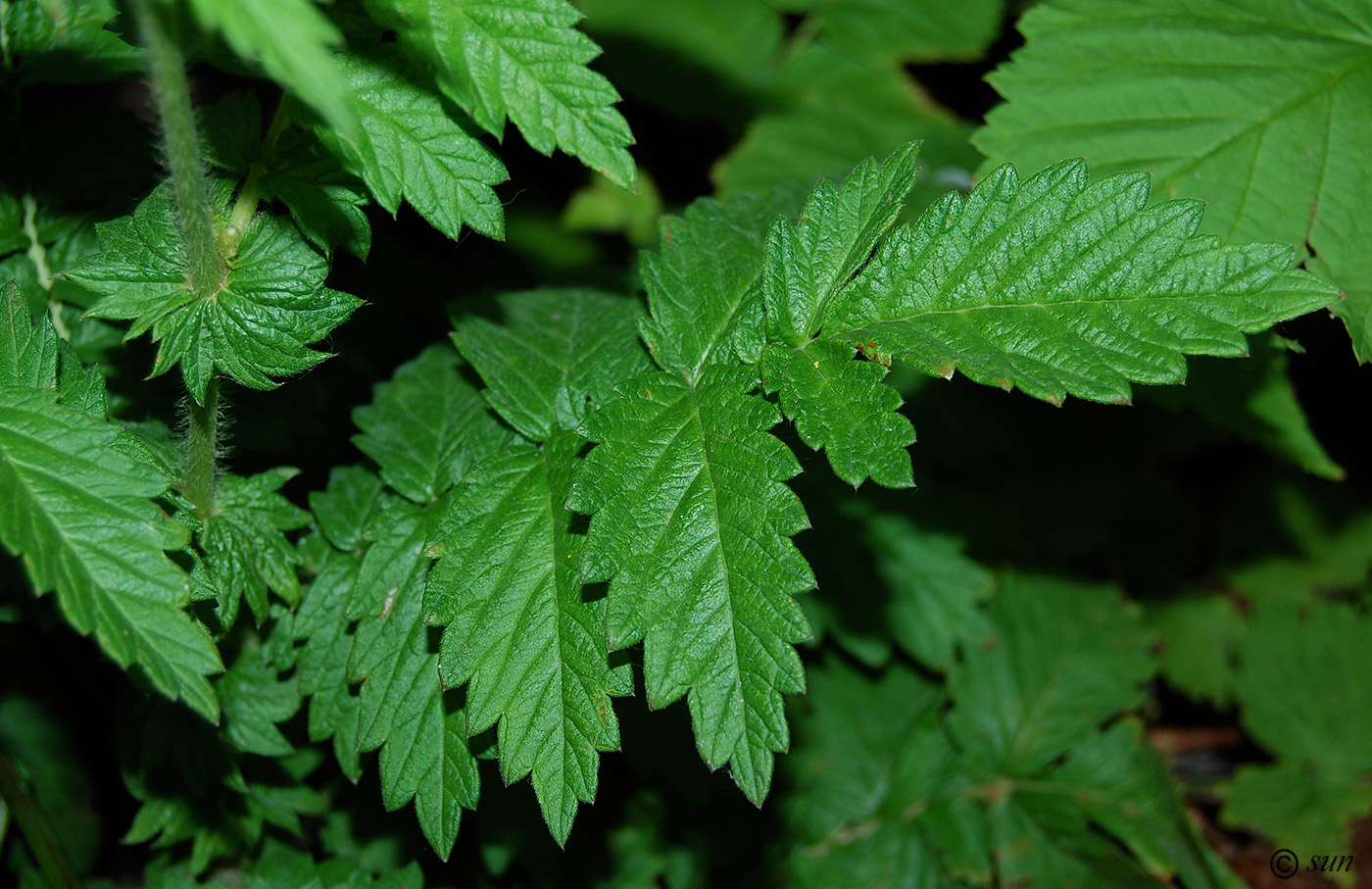 Image of Agrimonia eupatoria specimen.