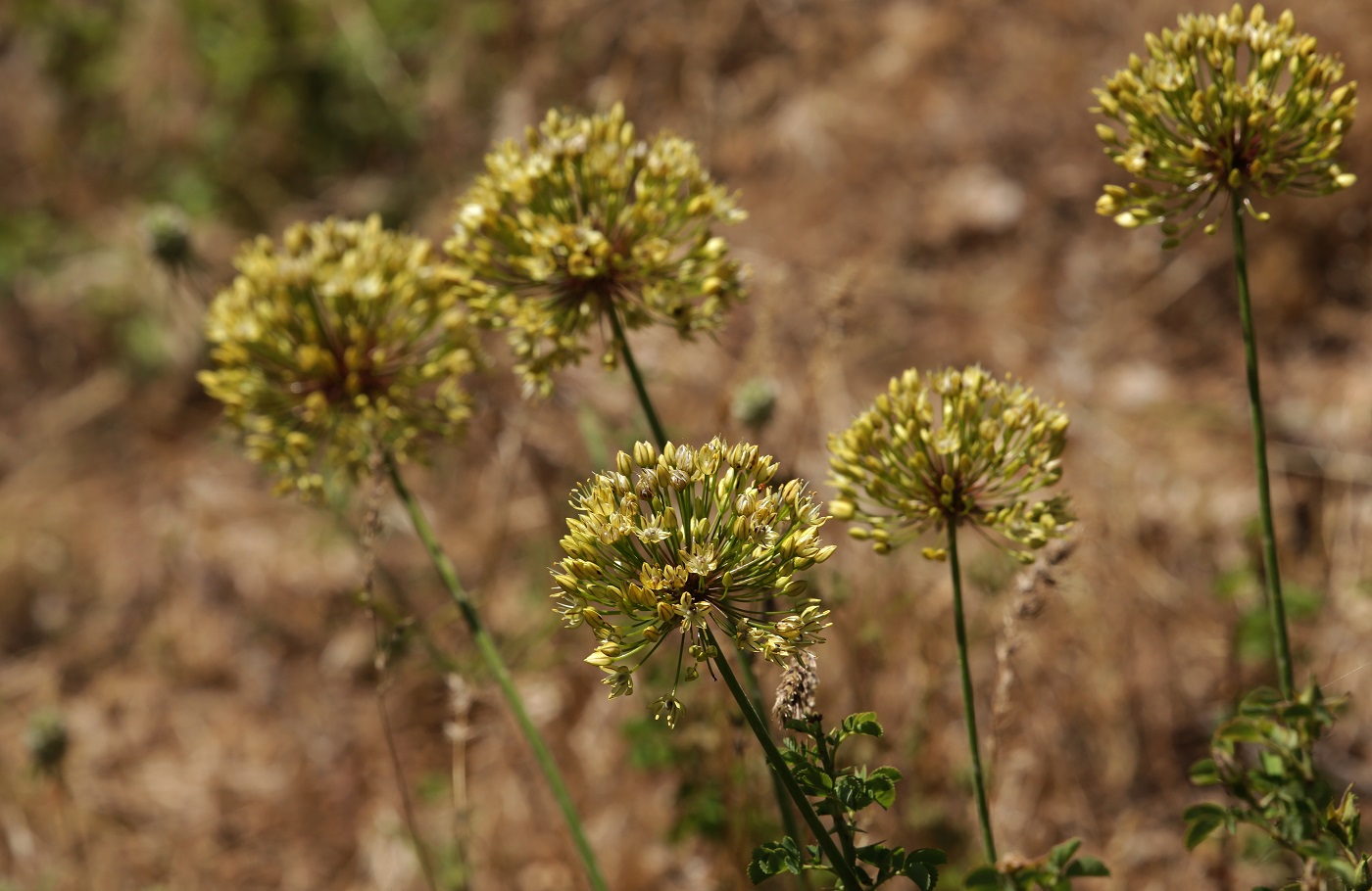 Image of Allium eriocoleum specimen.