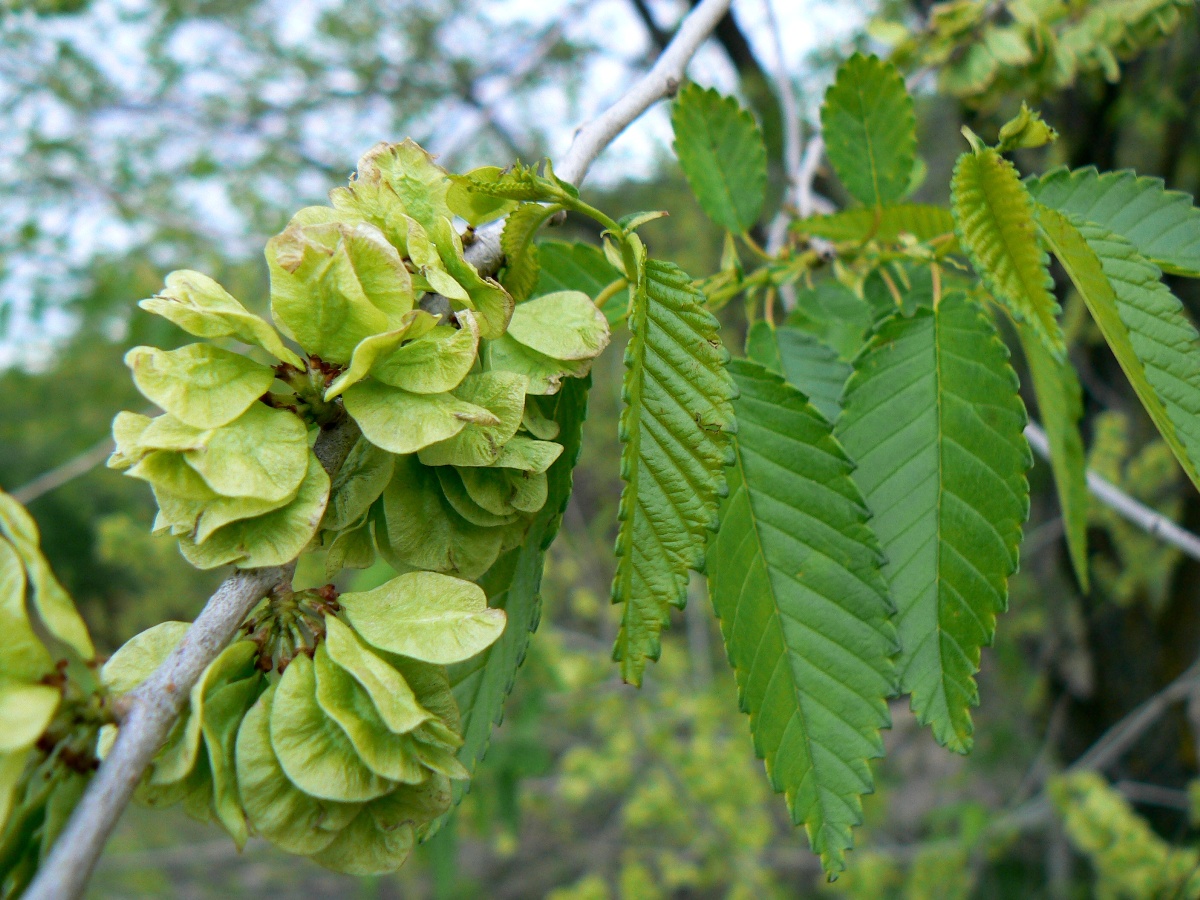 Изображение особи Ulmus pumila.