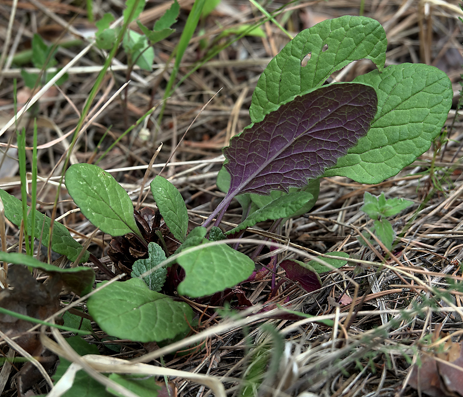 Image of Senecio jacobaea specimen.