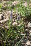 Veronica spicata. Расцветающее растение. Псковская обл., Псковский р-н, окр. погоста Выбуты, берег р. Великая, нижняя часть пологого известнякового склона. 26.06.2018.