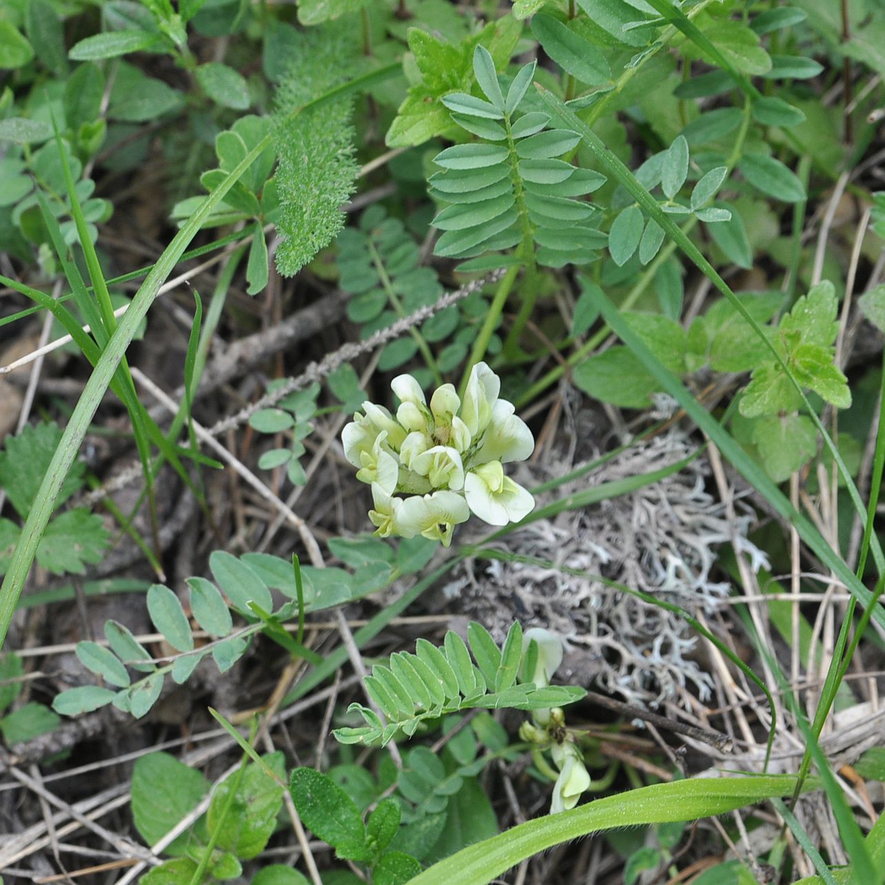 Изображение особи Oxytropis dasypoda.