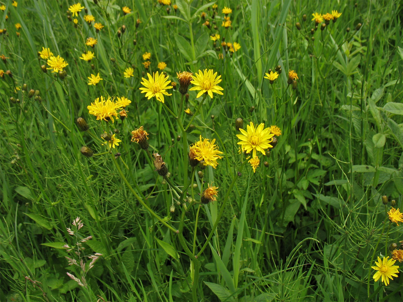 Изображение особи Crepis paludosa.