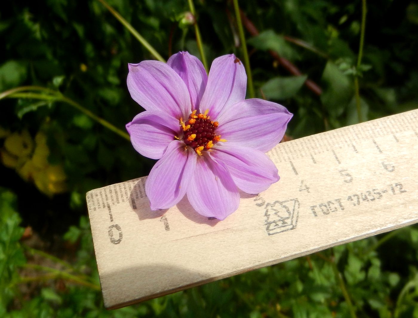 Image of Dahlia merckii specimen.