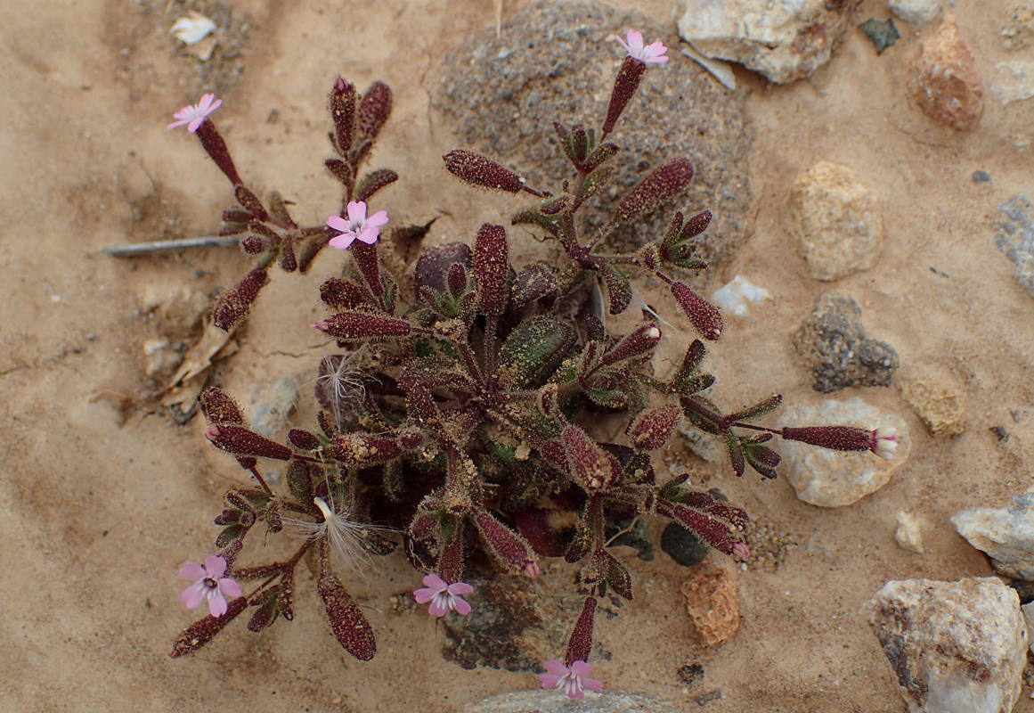 Image of Silene pentelica specimen.