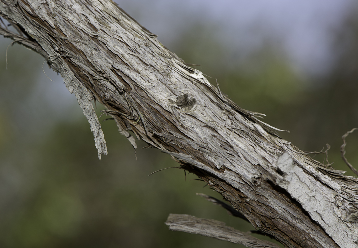 Image of Allocasuarina inophloia specimen.