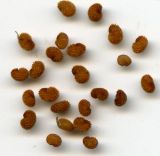 Stellaria holostea