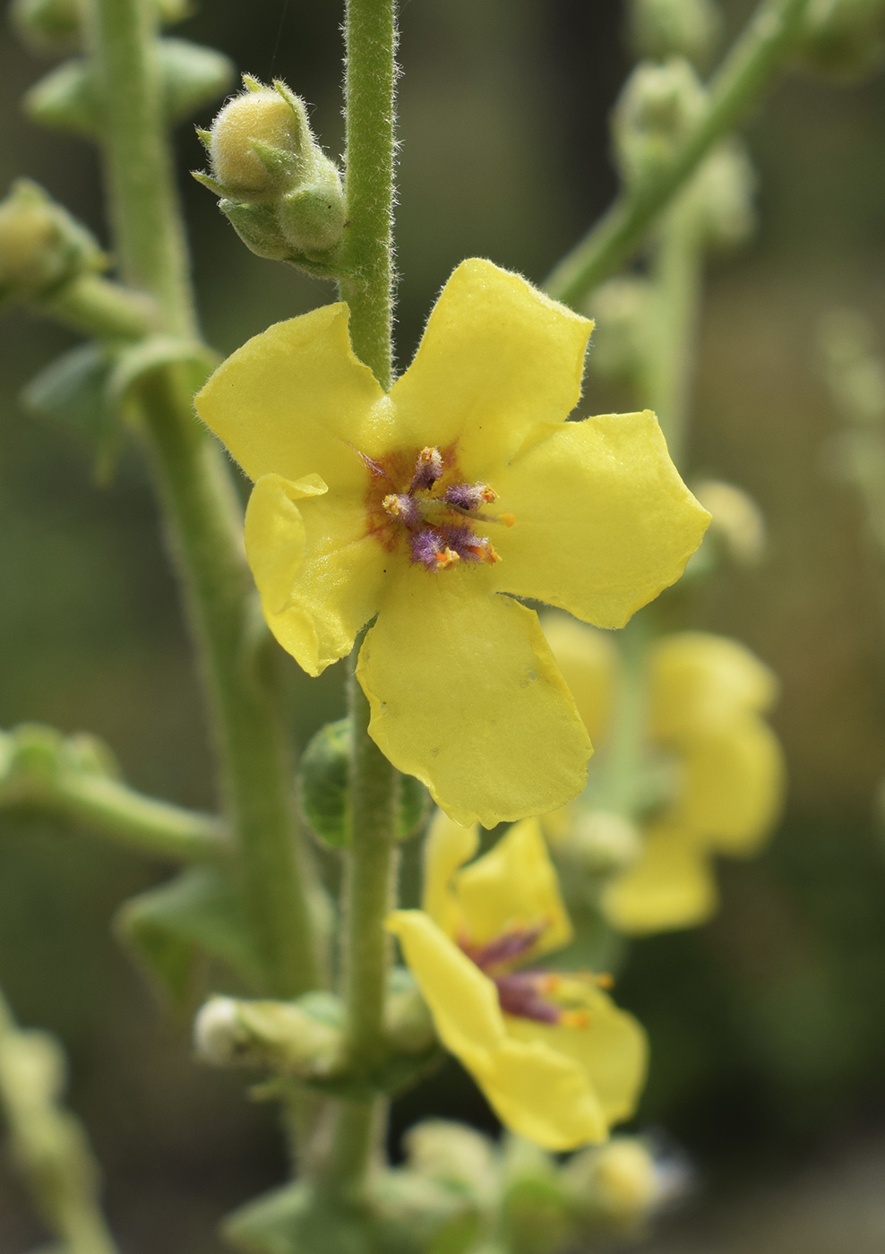 Image of Verbascum sinuatum specimen.