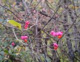 Euonymus europaeus. Ветви с плодами. Грузия, Боржоми-Харагаульский национальный парк, долина руч. Квабисхеви, ≈ 1050 м н.у.м, берег ручья. 09.10.2018.