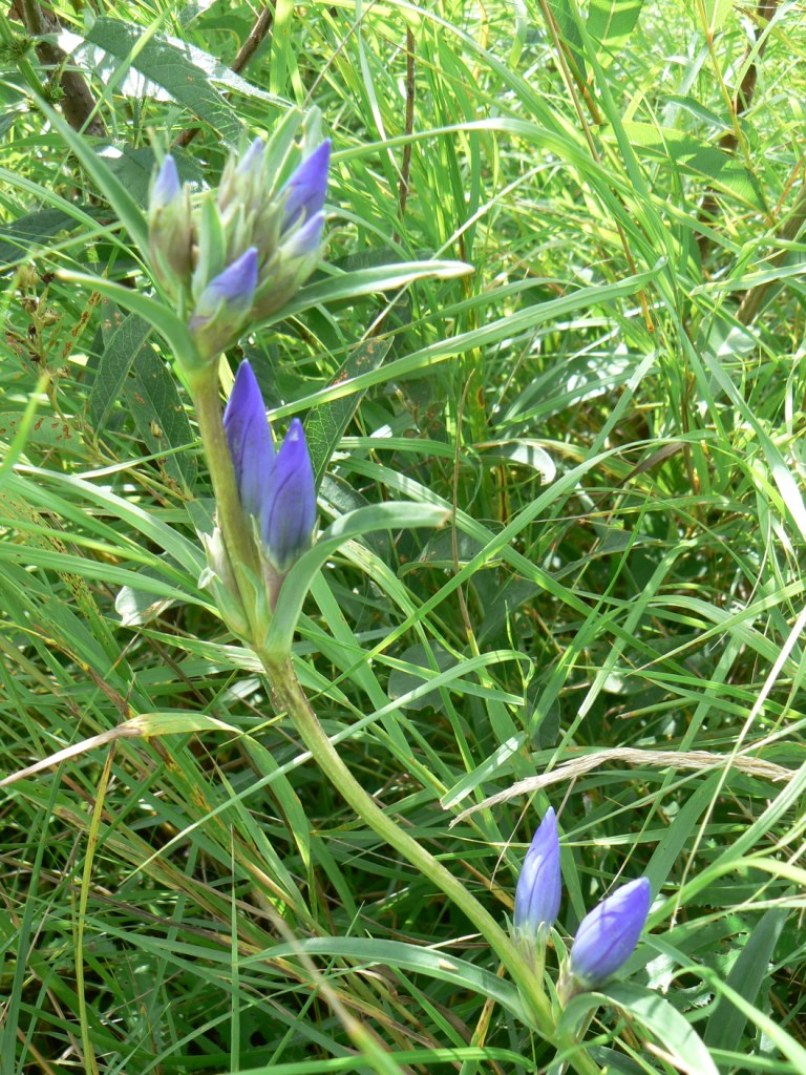 Image of Gentiana triflora specimen.