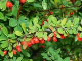 Berberis thunbergii