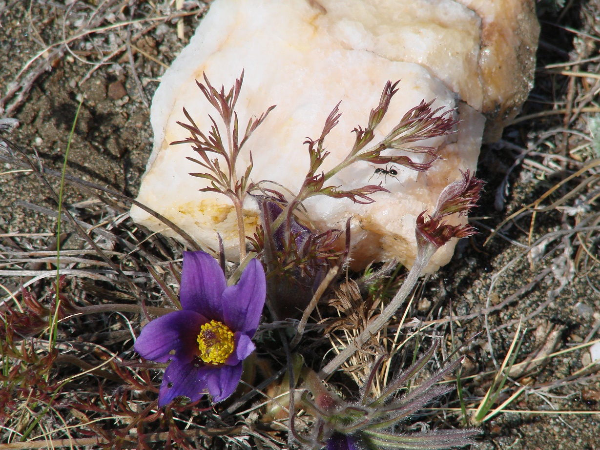 Image of Pulsatilla turczaninovii specimen.