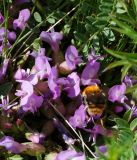 Astragalus megalanthus. Цветки с кормящимся шмелём. Казахстан, Восточно-Казахстанская обл., г. Усть-Каменогорск, восточные окр., Лесхоз, нижняя часть склона сопки. 13.05.2018.