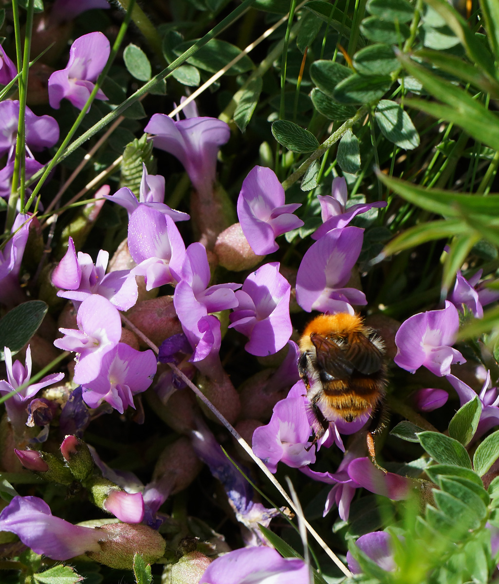 Изображение особи Astragalus megalanthus.