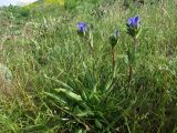 Gentiana olivieri