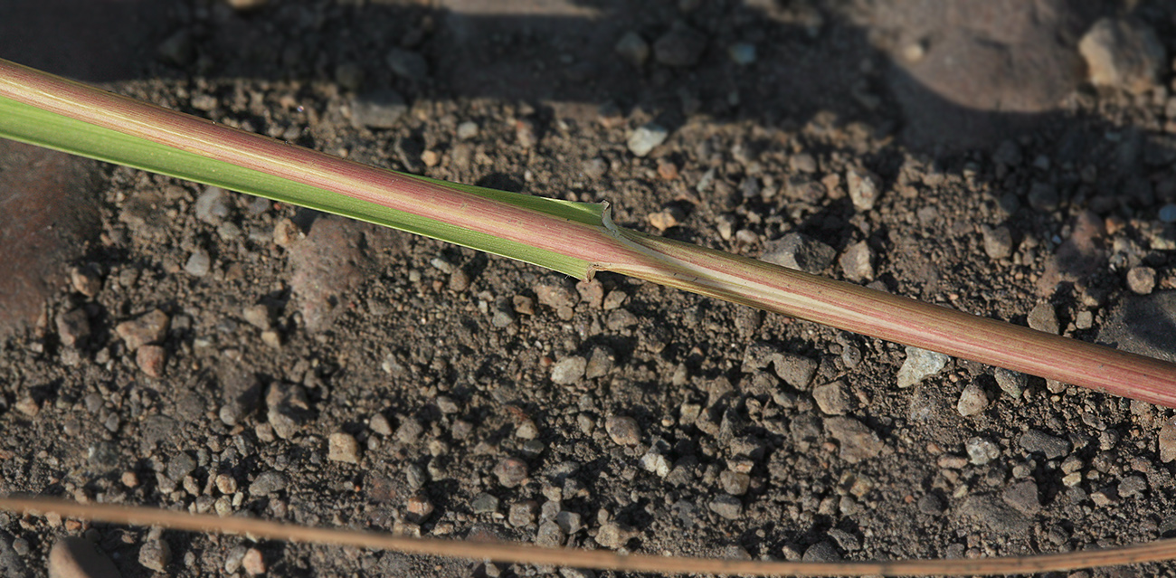 Image of Arctopoa subfastigiata specimen.
