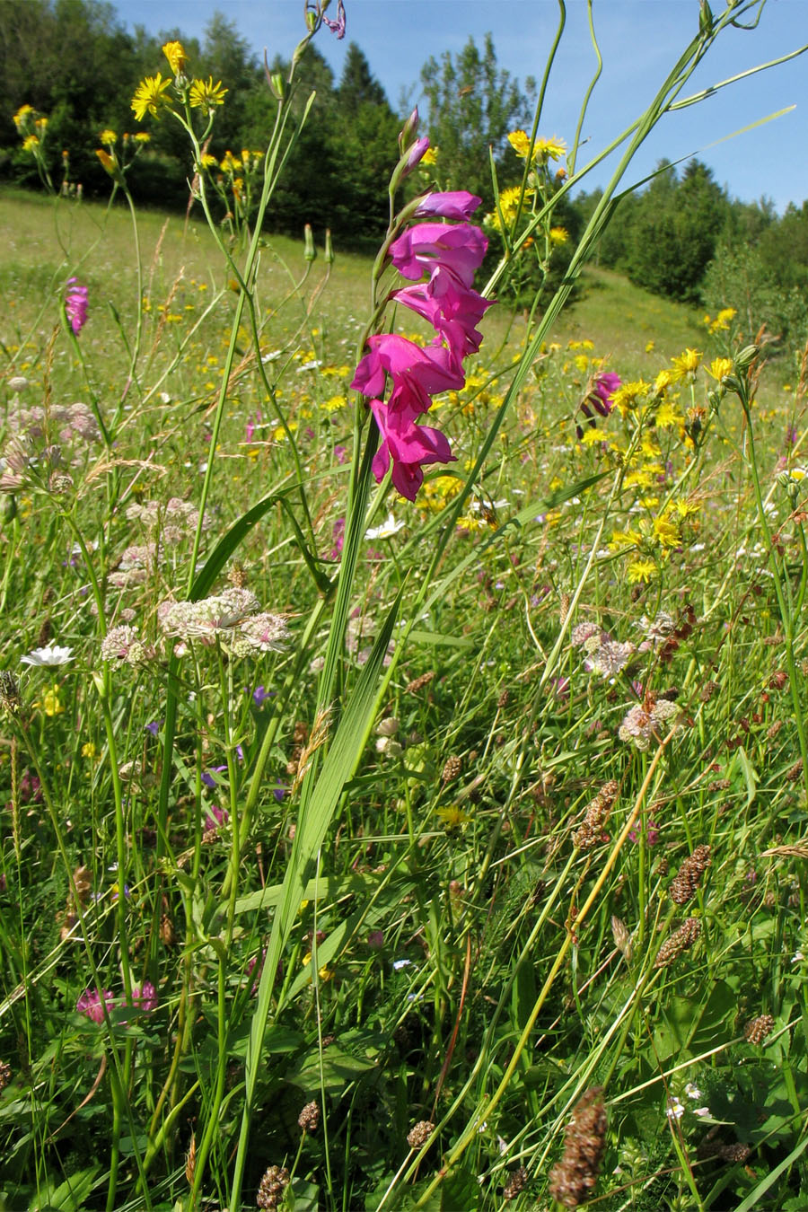 Изображение особи Gladiolus imbricatus.