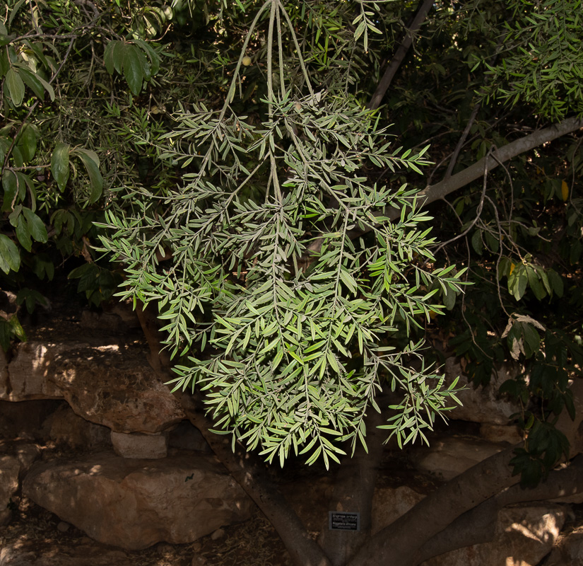 Изображение особи Afrocarpus falcatus.