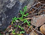 Selaginella denticulata