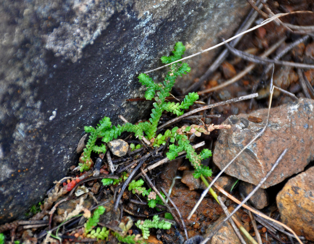 Image of Selaginella denticulata specimen.