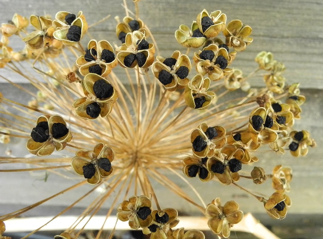 Image of Allium rosenorum specimen.