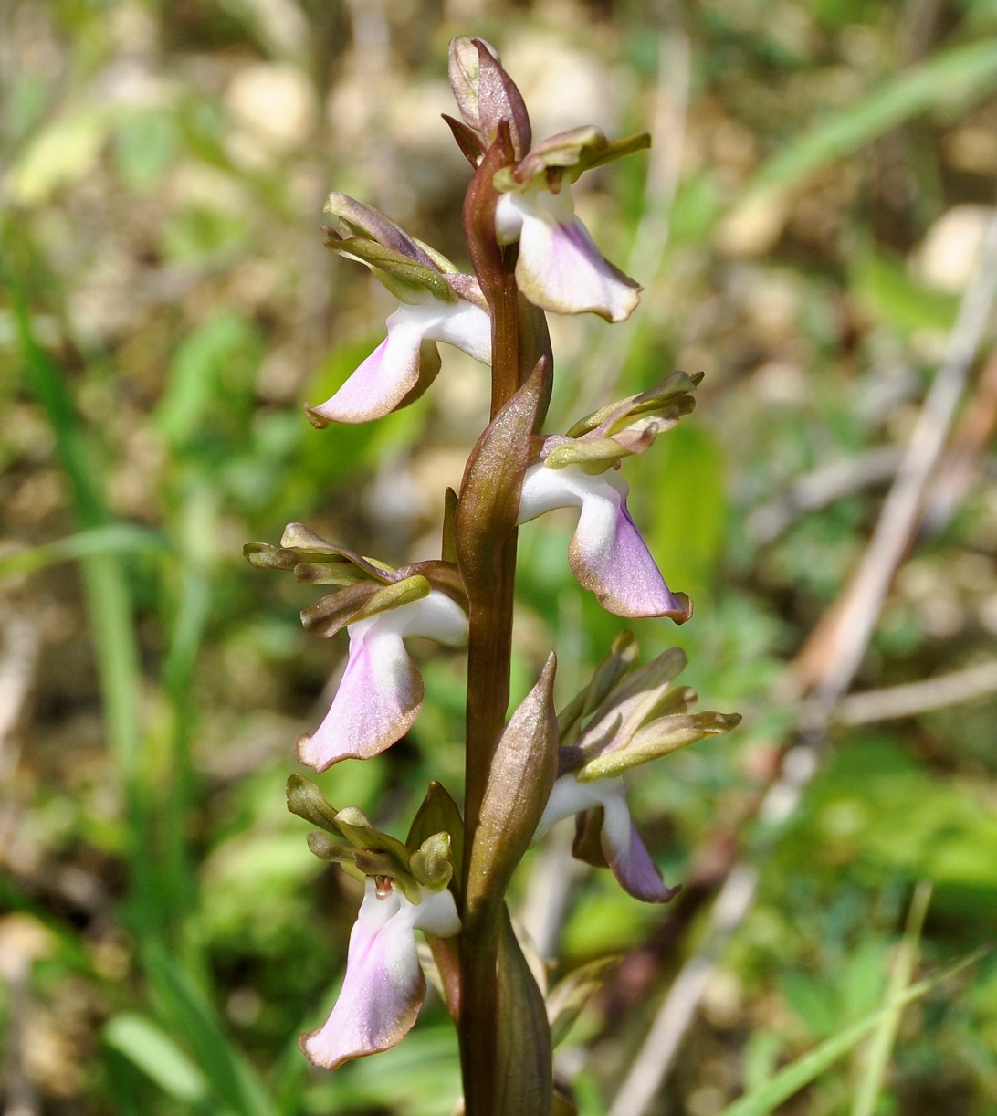 Image of Anacamptis collina specimen.