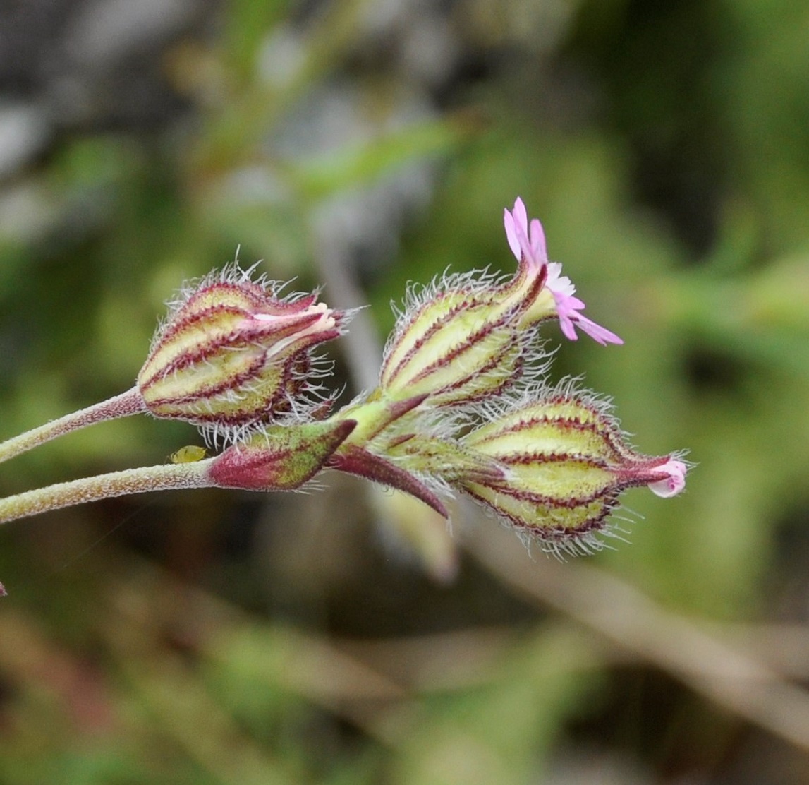 Image of Silene alexandrina specimen.