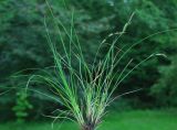 Carex juncella