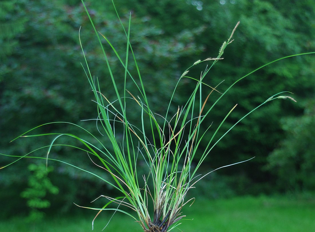 Изображение особи Carex juncella.