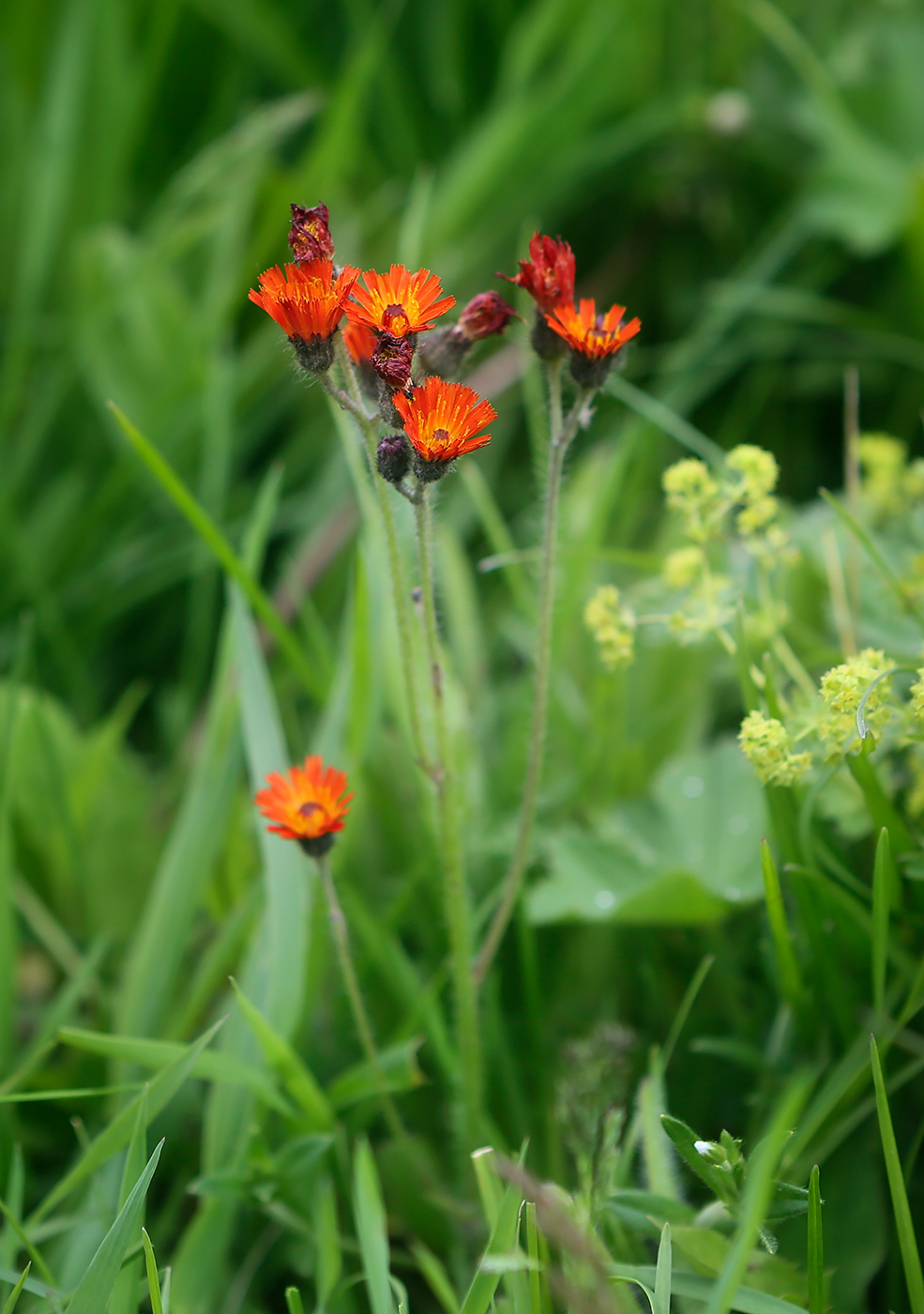 Изображение особи Pilosella aurantiaca.