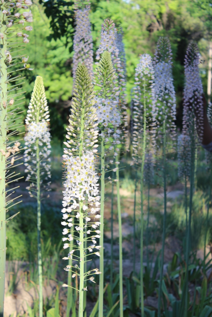 Изображение особи Eremurus robustus.