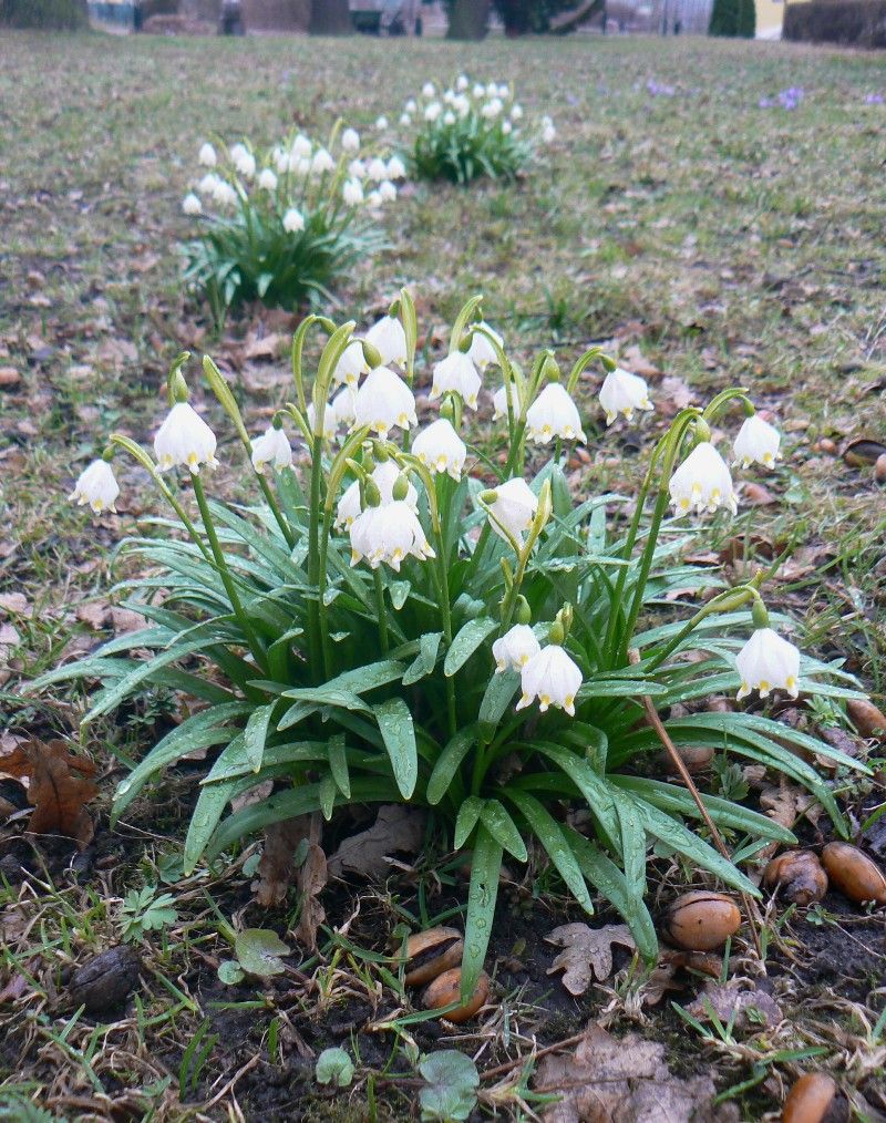 Изображение особи Leucojum vernum.