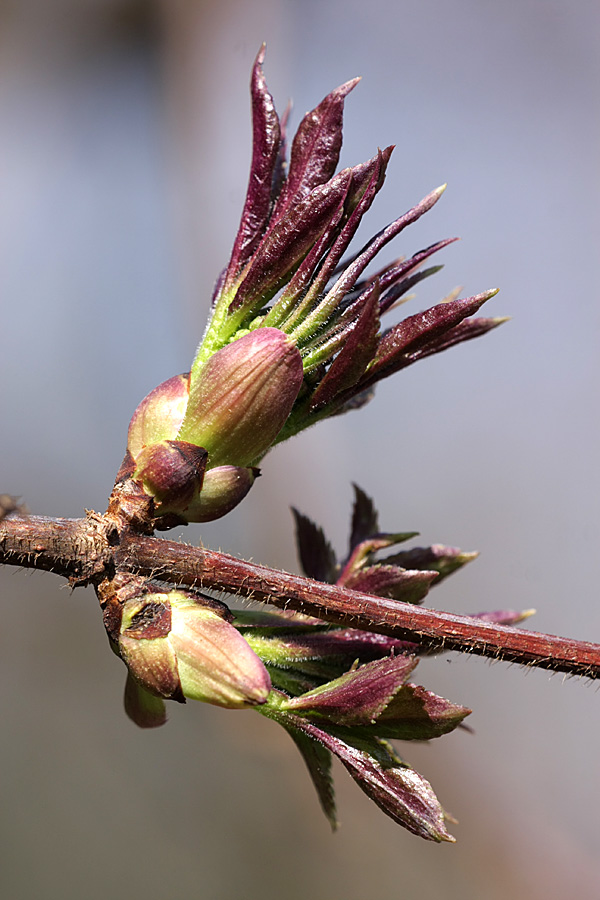 Image of Sambucus sibirica specimen.