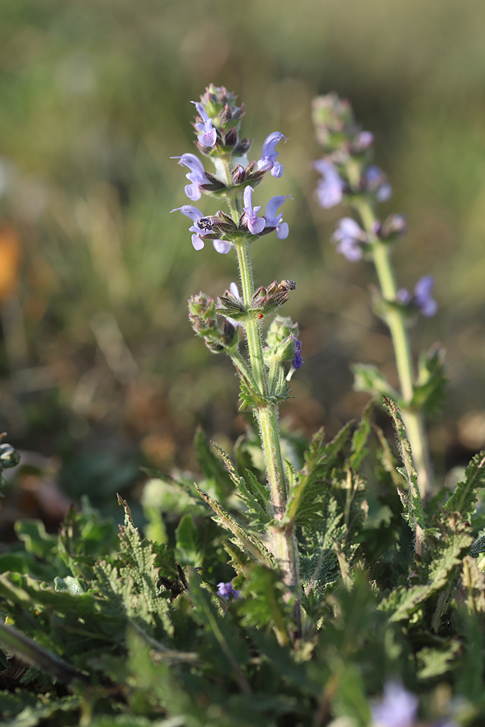 Image of Salvia verbenaca specimen.