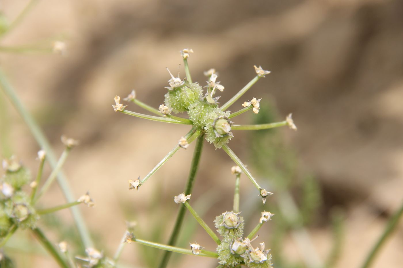 Image of Lipskya insignis specimen.