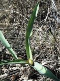 Allium tulipifolium