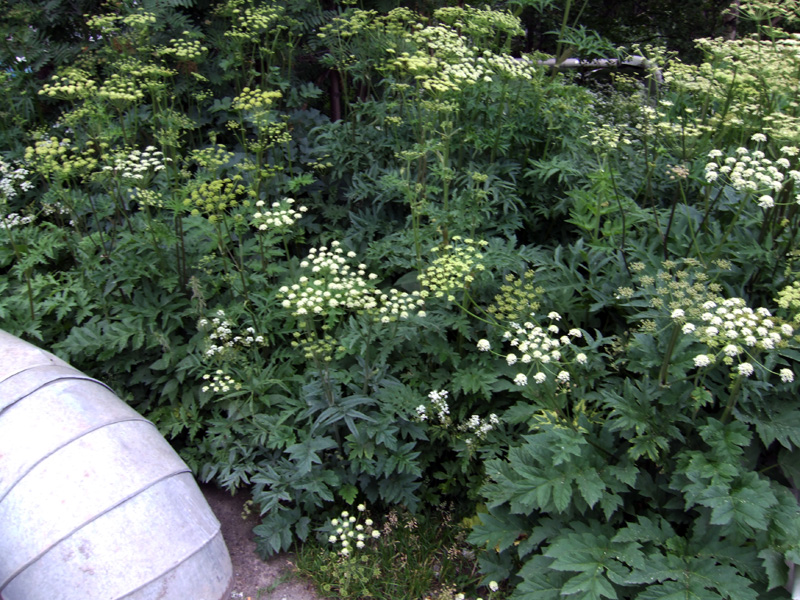 Изображение особи род Heracleum.