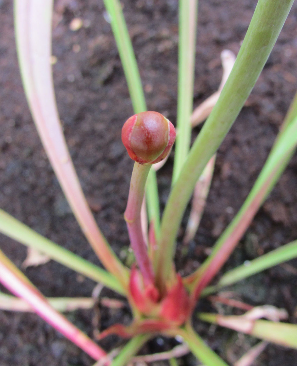 Изображение особи Sarracenia leucophylla.