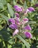 Phlomis pungens. Верхушки побегов с соцветиями и фуражирующей пчелой Anthophora ponomarevae. Крым, Тарханкутский п-ов, балка Кипчак, среди кустарников. 19 июня 2019 г.