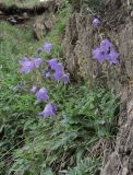 Campanula sarmatica. Цветущее растение. Кабардино-Балкария, Эльбрусский р-н, долина р. Герхожансу, ок. 1400 м н.у.м., скальный выход. 02.07.2019.