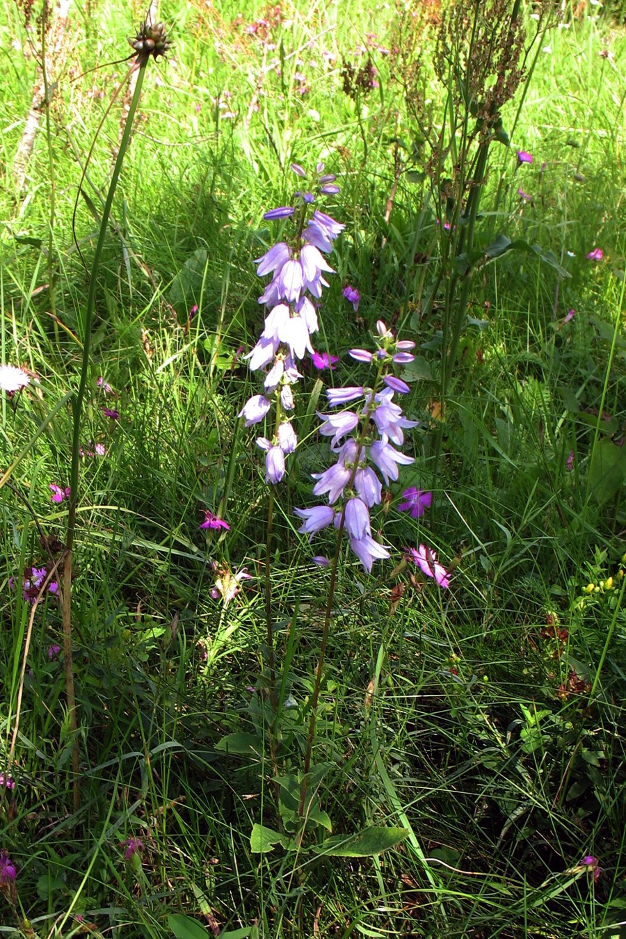 Image of Campanula bononiensis specimen.