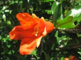 Punica granatum. Верхушка побега с цветком. Дагестан, окр. с. Талги, сухой склон. 05.06.2019.