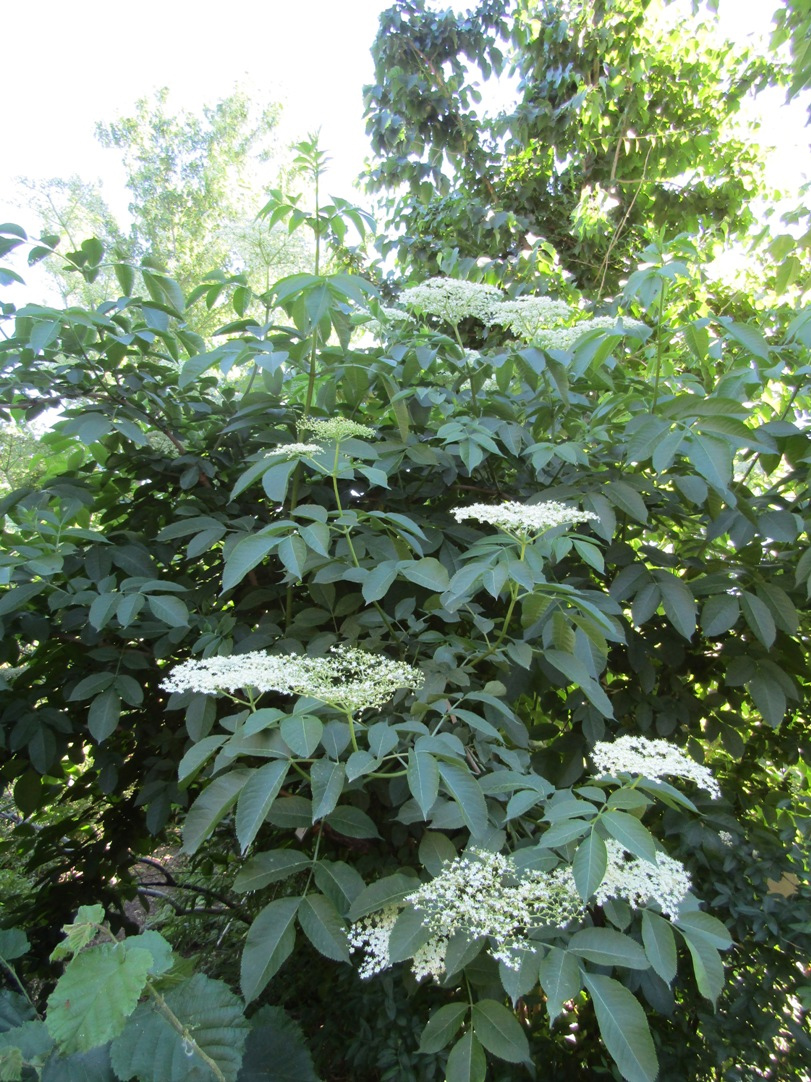 Изображение особи Sambucus nigra.