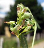 Medicago × varia. Соплодие жёлтоцветущей формы со серповидными плодами, характерными для одного из родителей (Medicago falcata). Украина, Киев, Южная Борщаговка, ул. Булгакова. 18 июня 2010 г.