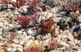 Anabasis truncata